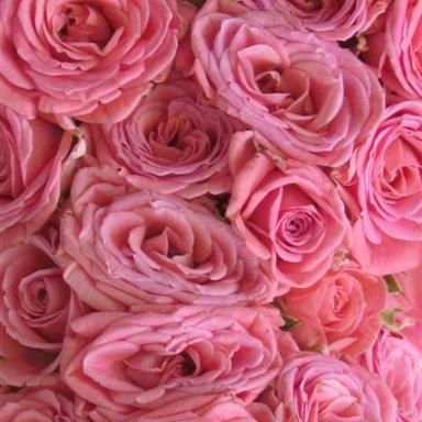 Rose Funeral Tribute Letters Funeral Flowers Sheffield