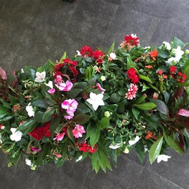 desert rose plant pictures Shop 'Desert Rose - Adenium obesum' Care and Growing Guide main image 1