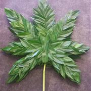 Cannabis Leaf