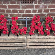 PREMIUM ROSE FUNERAL LETTERS